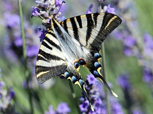 Réf. 92 150 : Iphiclides podalirius
