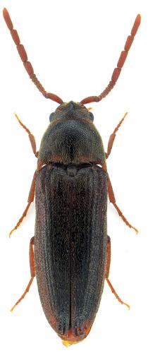Epiphanis cornutus