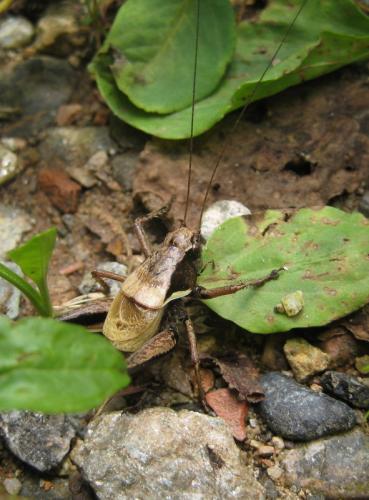 Pholidoptera aptera