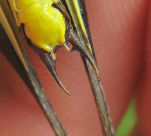 Pholidoptera aptera