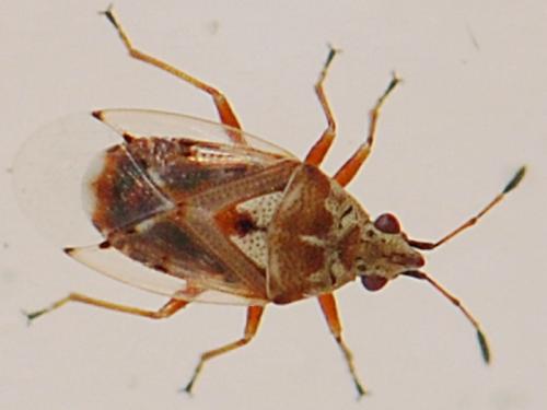 Kleidocerys ericae