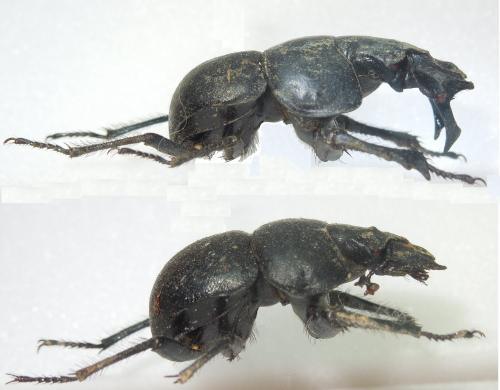 Réf. 92 930 : Lethrus halkidikiensis
