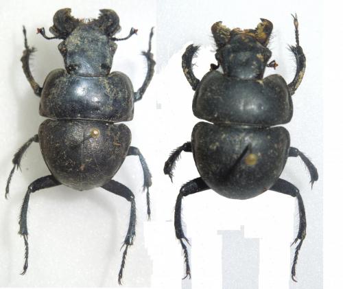 Réf. 92 929 : Lethrus halkidikiensis