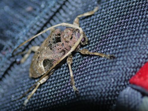 Réf. 92 887 : Lagocheirus araneiformis