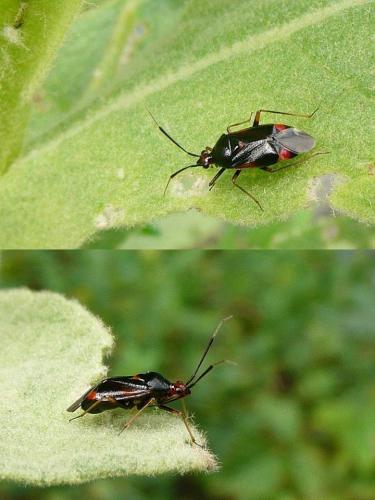 Deraeocoris ruber