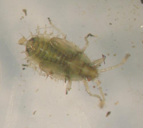 Leptodictya bambusae