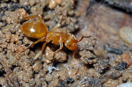Réf. 92 619 : Lasius sp.