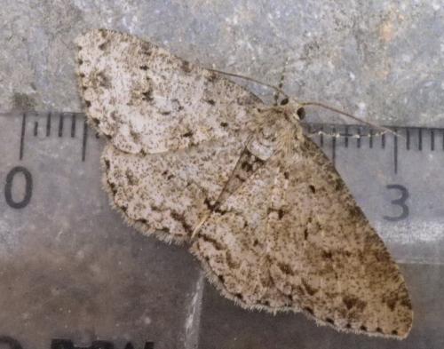 Ectropis crepuscularia