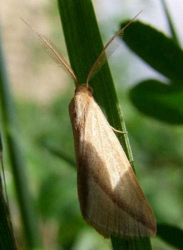 Rhodometra sacraria