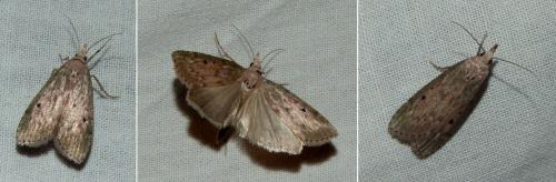 Aphomia sociella
