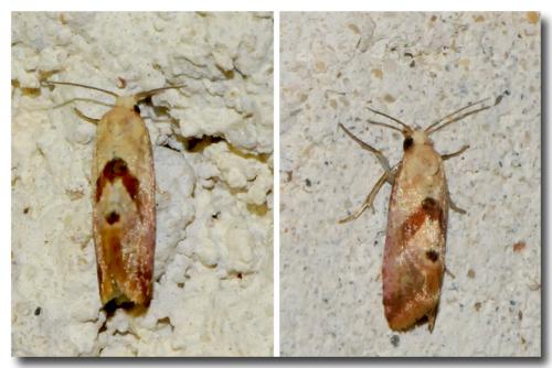 Réf. 92 321 : Cochylis roseana
