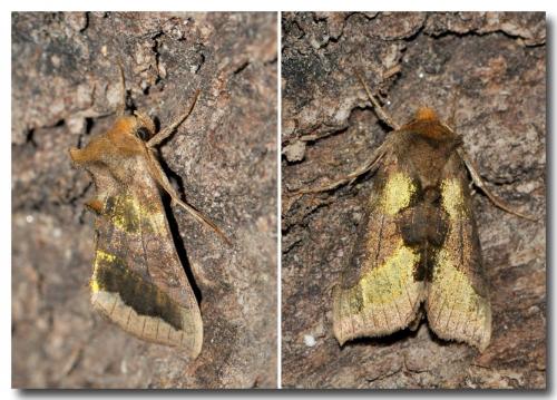 Diachrysia chrysitis