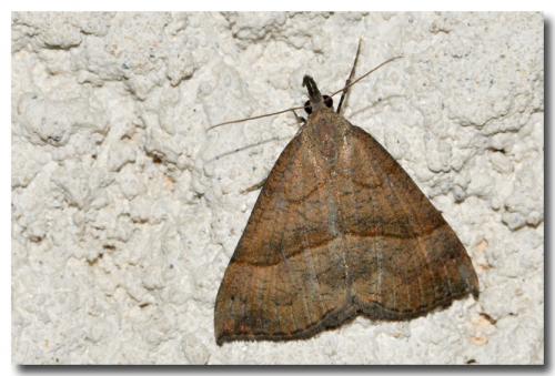 Réf. 92 207 : Hypena proboscidalis
