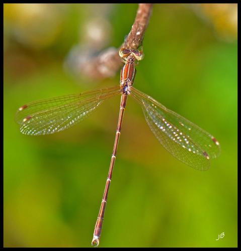 Lestes barbarus
