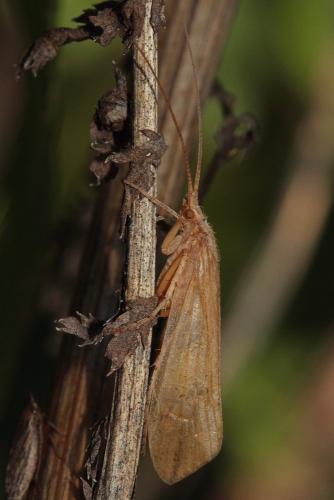 Grammotaulius sp.