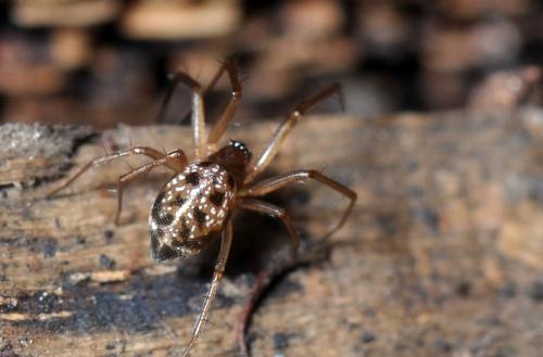 Tenuiphantes sp.