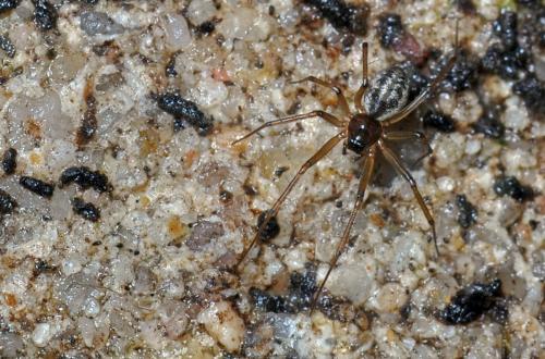 Tenuiphantes sp.