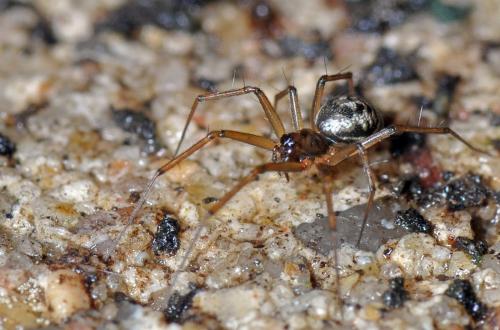 Réf. 92 488 : Tenuiphantes sp.