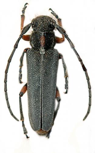 Phytoecia pustulata