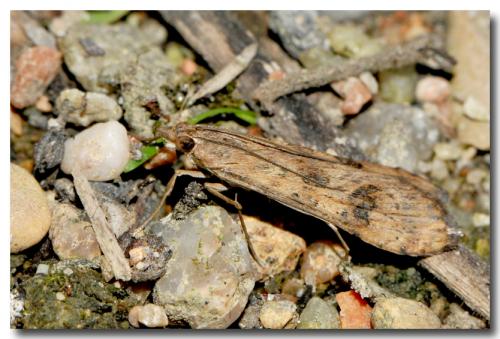 Nomophila noctuella