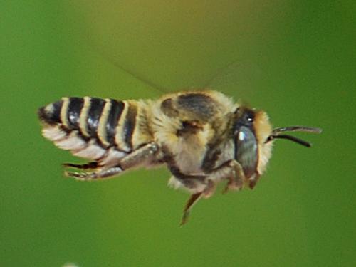 Megachile pilidens