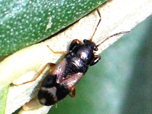 Megalonotus praetextatus