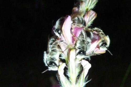 Melitta dimidiata