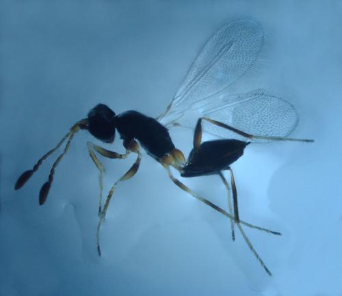 Polynema sp.