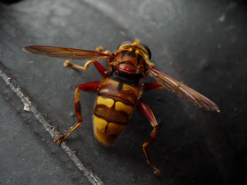 Réf. 92 953 : Milesia crabroniformis