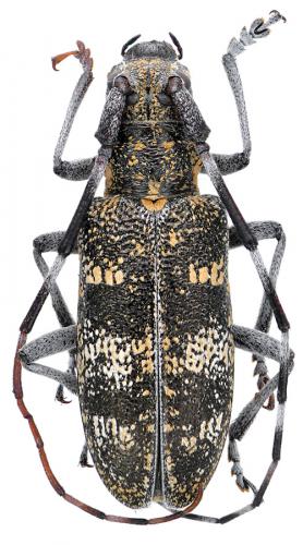 Réf. 92 573 : Monochamus galloprovincialis