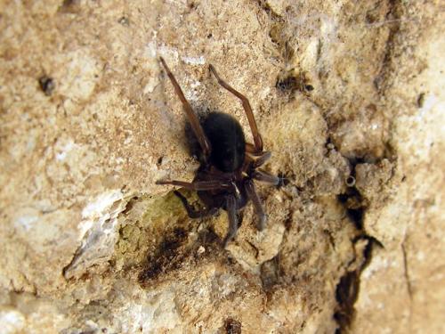 Amaurobius sp.