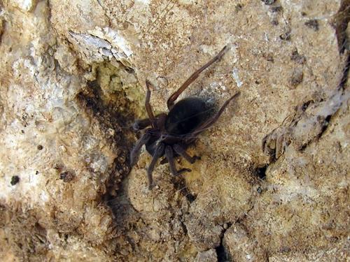 Amaurobius sp.