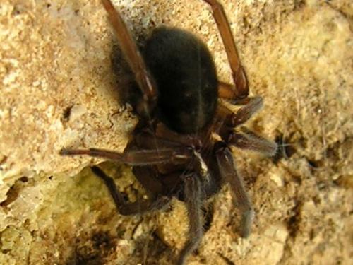 Amaurobius sp.