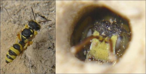 Cerceris sabulosa