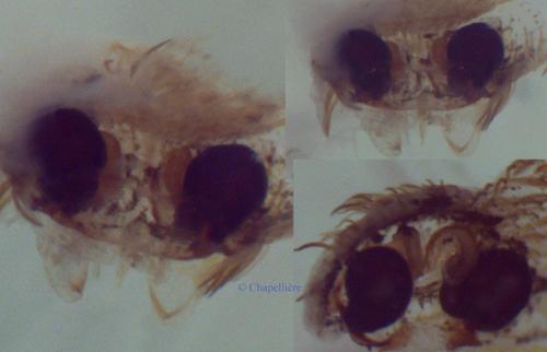 Uloborus walckenaerius