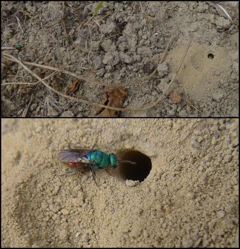 Hedychrum longicolle