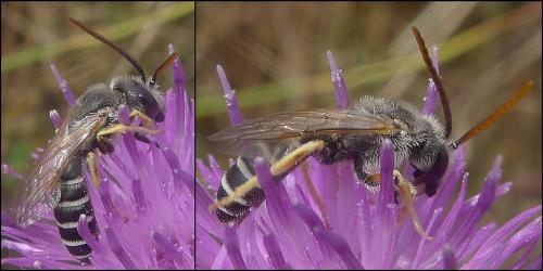 Halictus compressus