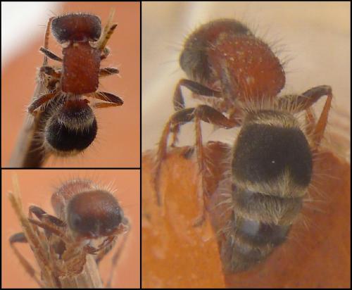 Réf. 92 816 : Myrmilla calva