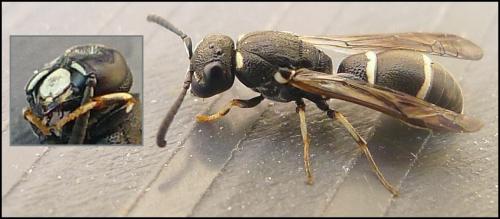 Microdynerus exilis