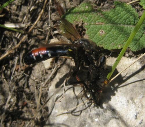 Dasypogon diadema