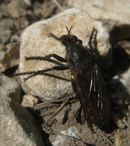 Dasypogon diadema