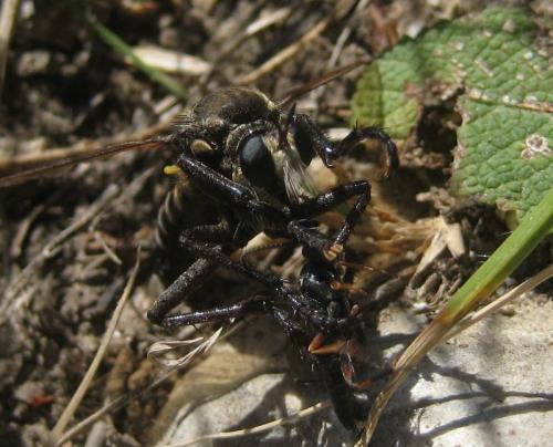 Dasypogon diadema