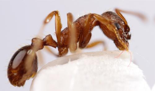 Réf. 92 396 : Myrmica rubra