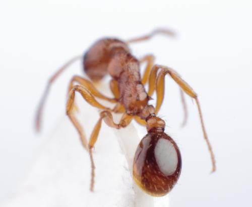 Réf. 92 395 : Myrmica rubra