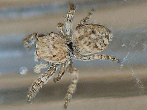 Réf. 92 874 : Neaetha membrosa