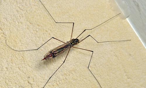 Nephrotoma flavipalpis