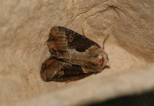 Réf. 92 919 : Lateroligia ophiogramma