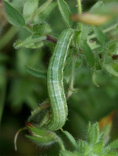 Réf. 92 581 : Pyrrhia umbra