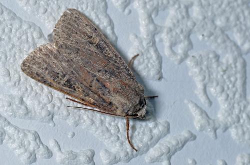 Réf. 92 620 : Xestia xanthographa