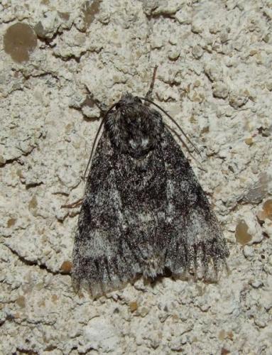 Réf. 92 118 : Subacronicta megacephala